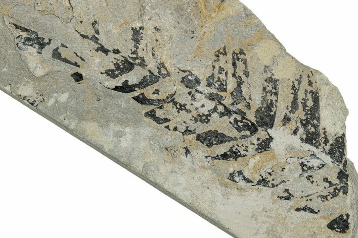 Jurassic Fossil Fern (Cladophlebis) Plate - England #242149